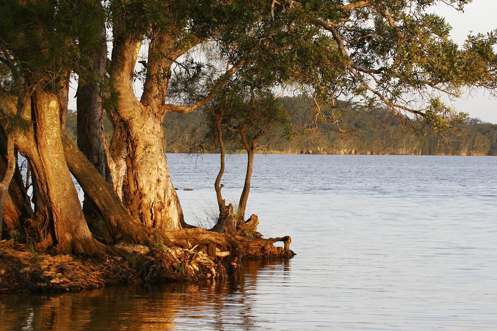 Nrma Myall Shores Holiday Park 布拉德拉 外观 照片