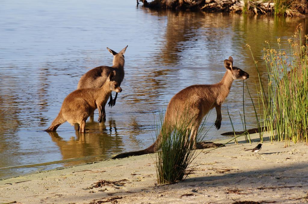 Nrma Myall Shores Holiday Park 布拉德拉 外观 照片