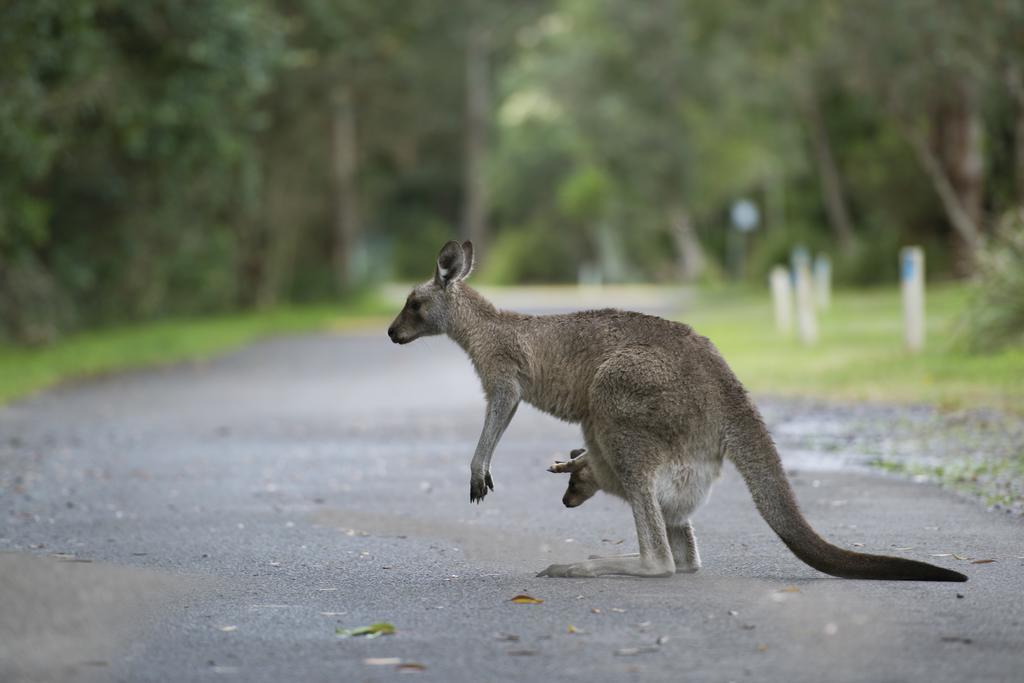 Nrma Myall Shores Holiday Park 布拉德拉 外观 照片
